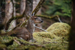 Wildlife - Haida House - Holidays to Northern British Columbia
