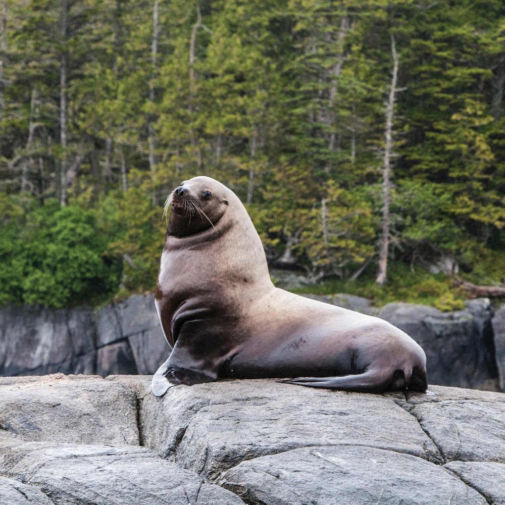 Seal - Haida House - Holidays to Northern British Columbia