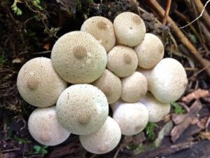 Foraging for wild edible mushrooms, Haliburton Forest & Wildlife Reserve, Ontario Holiday