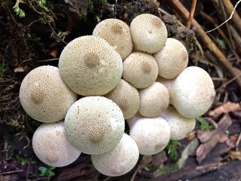 Foraging for wild edible mushrooms, Haliburton Forest & Wildlife Reserve, Ontario Holiday