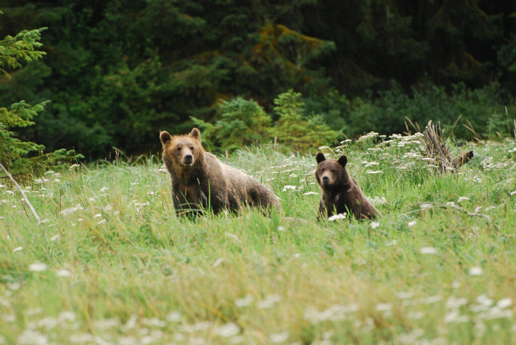 Great Bear Rainforest - Holidays to Northern British Columbia