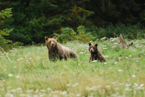 Great Bear Rainforest - Holidays to Northern British Columbia
