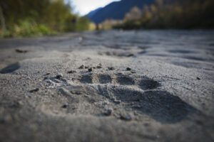 Paw Print - Holidays to Northern British Columbia