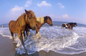 Holidays to Maryland. Assateague Island Ponies