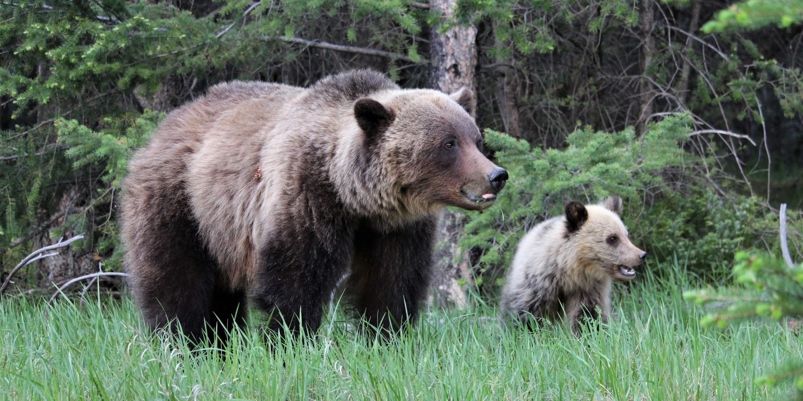 Discover Jasper & Its Wildlife, from Jasper